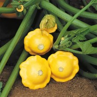 Патисон Санбурст F1 500 нас. жовтий Сингента (Syngenta)