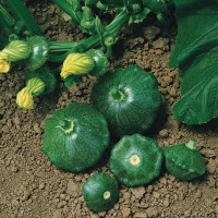 Патисон Старшип F1 500 нас. зелений Сингента (Syngenta)