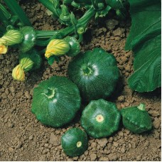 Патисон Старшип F1 500 нас. зелений Сингента (Syngenta)