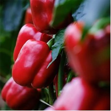 Перець Ангус F1 500 нас. Сингента (Syngenta)