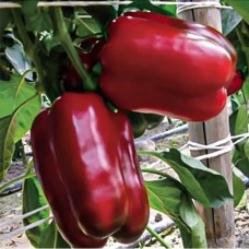 Перець Балта F1 500 нас. Сингента (Syngenta)