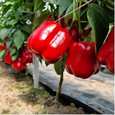 Перець Бесста F1 500 нас. Сингента (Syngenta)