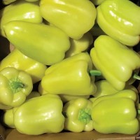 Перець Блонді F1 500 нас. Сингента (Syngenta)