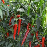 Перець гострий Сахем F1 500 нас. Сингента (Syngenta)