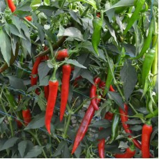 Перець гострий Сахем F1 500 нас. Сингента (Syngenta)