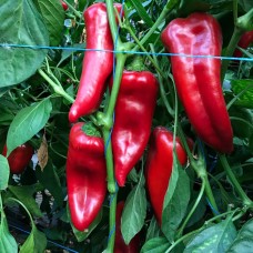 Перець Корнеліа F1 500 нас. Сингента (Syngenta)