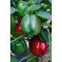 Перець Крусадер F1 500 нас. Сингента (Syngenta)