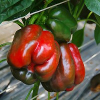 Перець Крусадер F1 500 нас. Сингента (Syngenta)