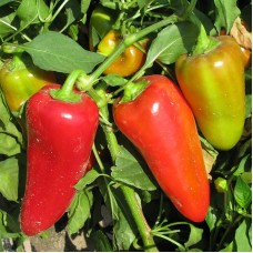 Перець Любов F1 500 нас. Сингента (Syngenta)