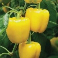 Перець Люмос F1 500 нас. Сингента (Syngenta)