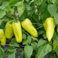 Перець Піроует F1 500 нас. Сингента (Syngenta)