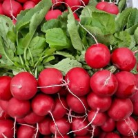 Редис Бальтазар F1 10 000 сем. Сингента (Syngenta)