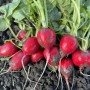 Редис Цесар F1 10 000 сем. Сингента (Syngenta)