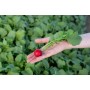 Редис Цесар F1 10 000 сем. Сингента (Syngenta)