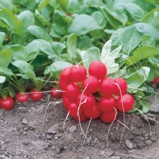 Редис Донар F1 10 000 сем. Сингента (Syngenta)