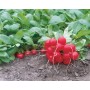 Редис Донар F1 10 000 сем. Сингента (Syngenta)