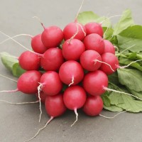 Редис Стеллар F1 10 000 сем. Сингента (Syngenta)