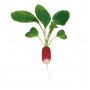 Редис Трето F1 10 000 сем. Сингента (Syngenta)