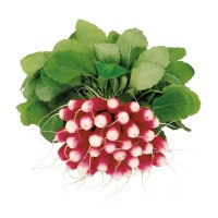 Редис Трето F1 10 000 сем. Сингента (Syngenta)