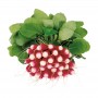 Редис Трето F1 10 000 сем. Сингента (Syngenta)
