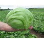 Салат айсберг Айс сіркл 5 000 нас. Сингента (Syngenta)