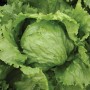 Салат айсберг Айс сіркл 5 000 нас. Сингента (Syngenta)