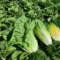 Салат листовий Тіпікал 5 000 нас. Сінгента (Syngenta)