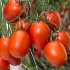 Томат Бакалар F1 500 нас. Сингента (Syngenta)