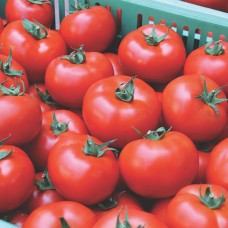 Томат Барібін F1 500 нас. Сингента (Syngenta)