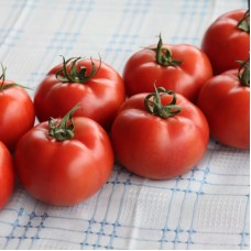 Томат Бодерін F1 500 нас. Сингента (Syngenta)