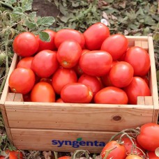 Томат Брікстон F1 2500 нас. Сингента (Syngenta)