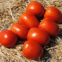 Томат Чіблі F1 2500 нас. Сингента (Syngenta)