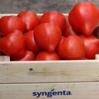 Томат Домінет F1 500 нас. Сингента (Syngenta)