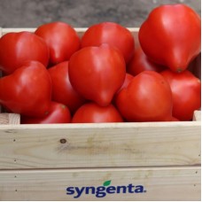 Томат Домінет F1 500 нас. Сингента (Syngenta)