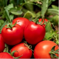 Томат Джералдіна F1 1000 нас. Сингента (Syngenta)