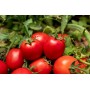 Томат Джералдіна F1 1000 нас. Сингента (Syngenta)