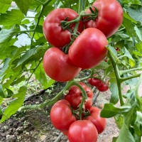 Томат Естет F1 500 нас. Сингента (Syngenta)