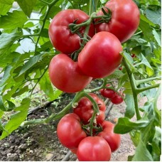 Томат Естет F1 500 нас. Сингента (Syngenta)