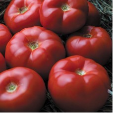 Томат Гравітет F1 500 нас. Сингента (Syngenta)