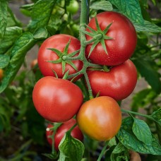 Томат Капонет F1 500 нас. Сингента (Syngenta)