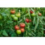 Томат Капонет F1 500 нас. Сингента (Syngenta)