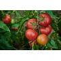 Томат Капонет F1 500 нас. Сингента (Syngenta)