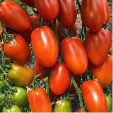 Томат Корбін F1 100 нас. Сингента (Syngenta)