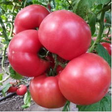 Томат Малдуо F1 500 нас. Сингента (Syngenta)