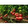Томат Малдуо F1 500 нас. Сингента (Syngenta)