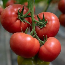 Томат Мамстон F1 500 нас. Сингента (Syngenta)