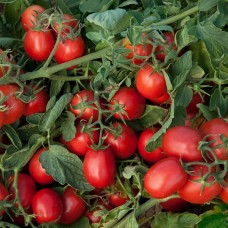 Томат Міцено F1 2500 нас. Сингента (Syngenta)