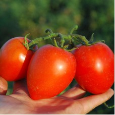 Томат Наміб F1 1000 нас. Сингента (Syngenta)