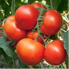 Томат Панекра F1 500 нас. Сингента (Syngenta)