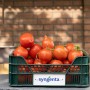 Томат Пеконет F1 500 нас. Сингента (Syngenta)